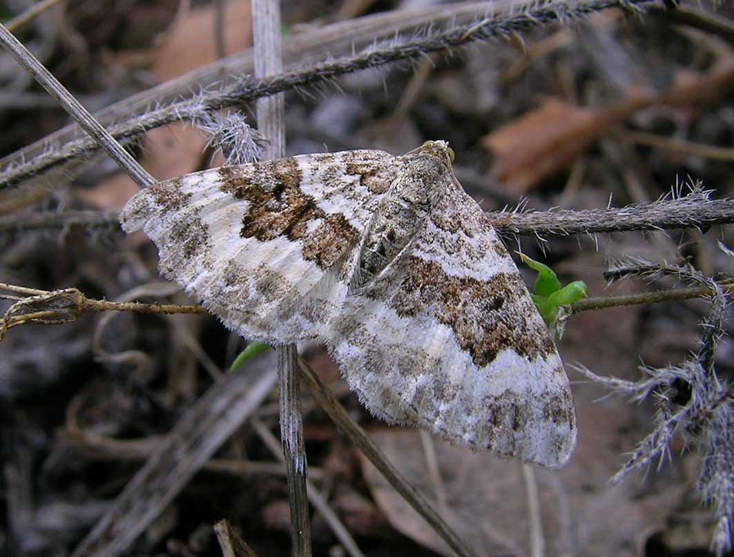 Camptogramma bistrigata, Epirrhoe sp.  e Larentia clavaria